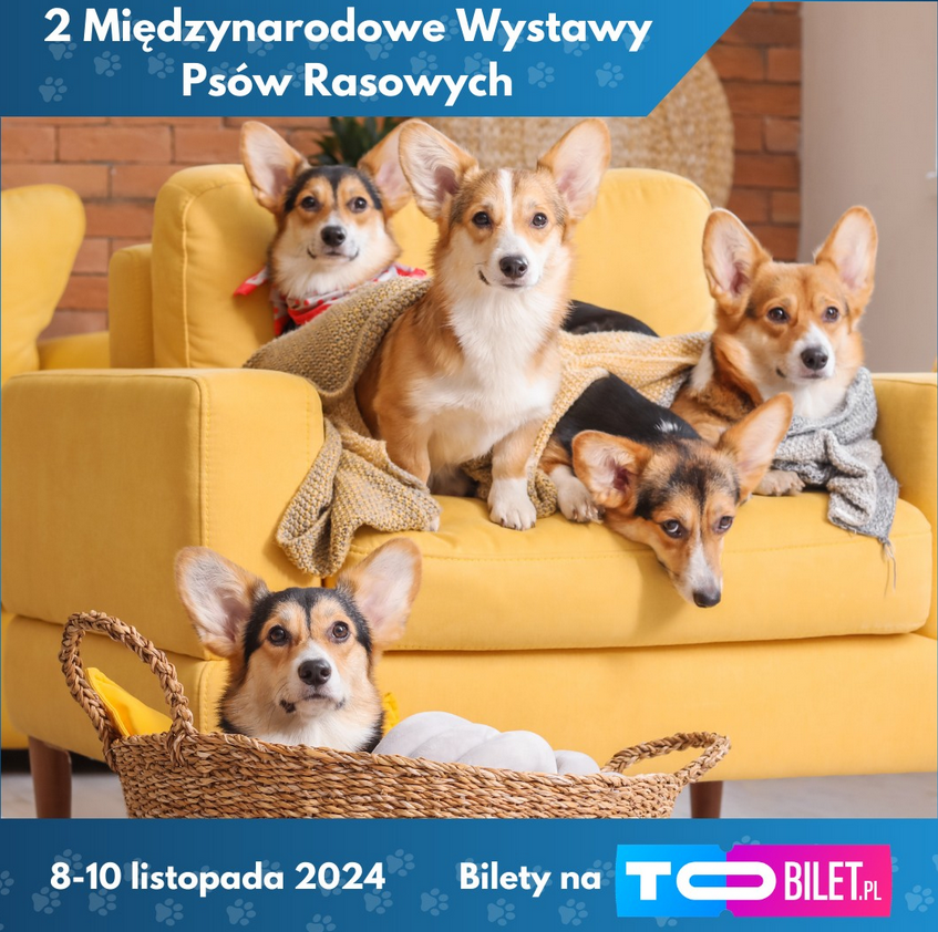 Zdjęcie, na zółtym fotelu siedzą cztery psy, przed fotelem, w koszyku leży jeden pies.