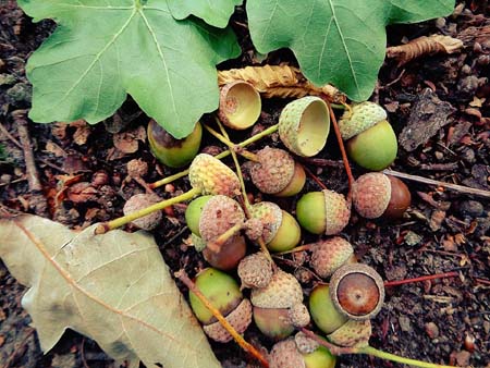 Żołędzie z poznańskich dębów