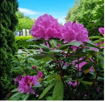 Na pierwszym planie krzew intensywnie różowych kwiatów, w tle nieostry krajobraz: Ogród Zamkowy i niebieskie niebo.