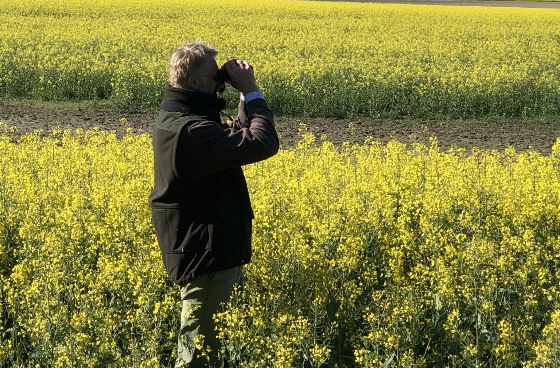 ornitolog z lornetką na tle kwitnącego rzepaku
