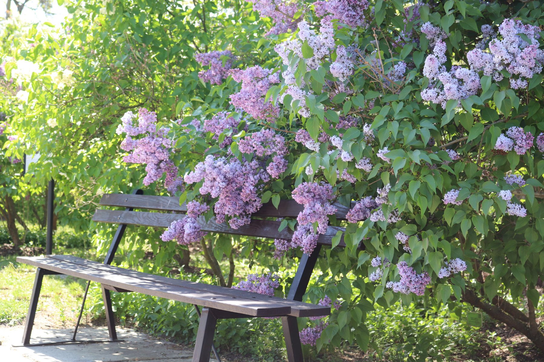 zdjecie ławki pod kwitnącym bzem