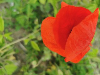 Zdjęcie przedstawia czerwonego kwiatka na tle zieleni.