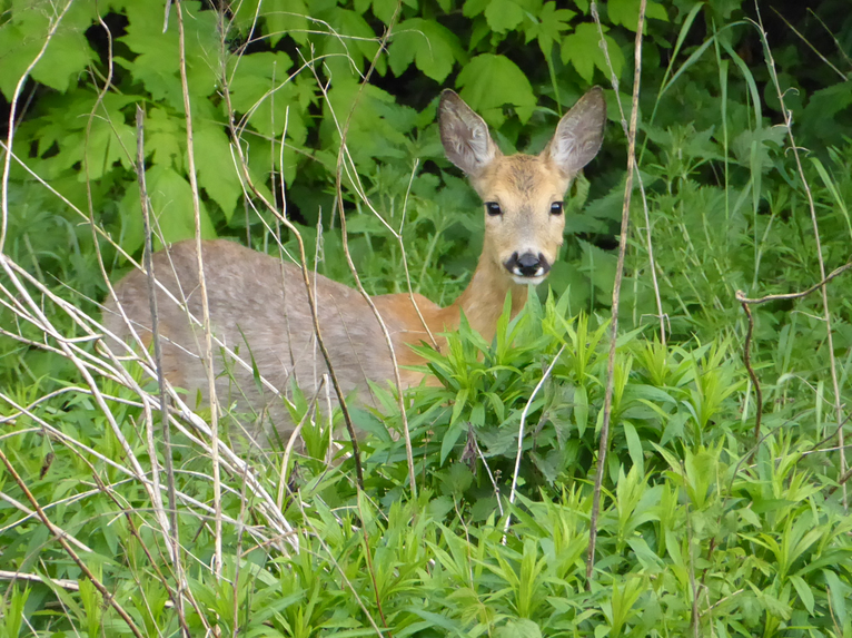 Sarna w zielonych zaroślach leśnych